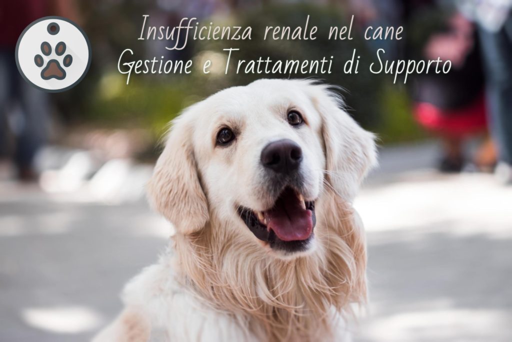 Insufficienza renale cane quanto vive