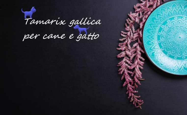 Tamerice gemmoderivato
