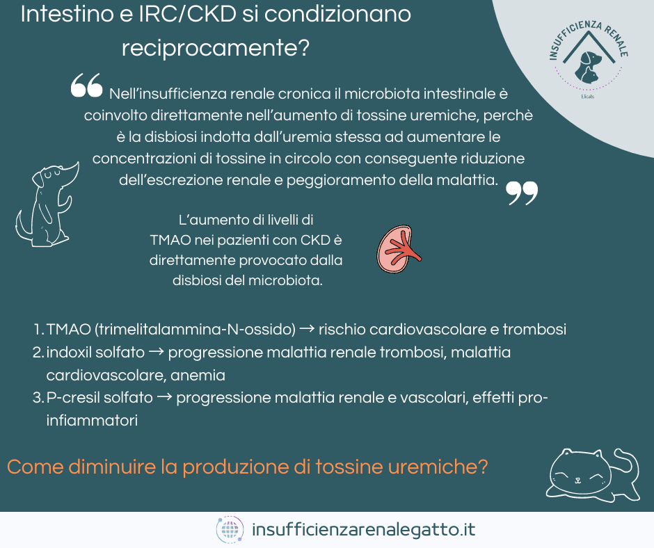 intestino e insufficienza renale