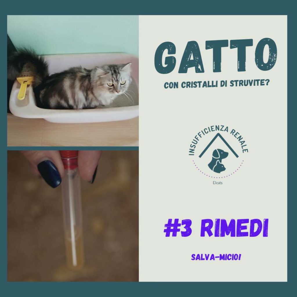 Struvite gatto cura 3 rimedi (miei preferiti) 5 struvite gatto cura