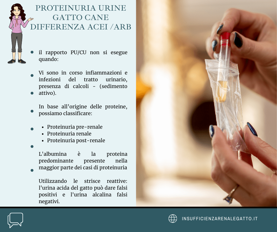 Proteinuria urine gatto cane differenza acei /ARB 4 PROTEINURIA URINE GATTO CANE