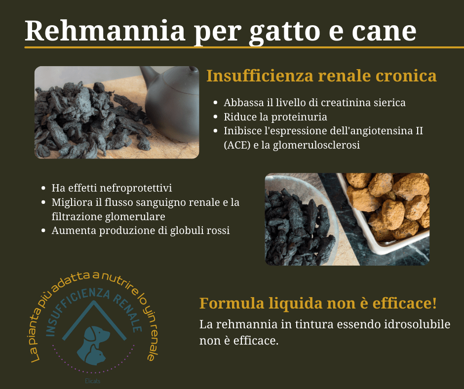 Rehmannia gatto cane