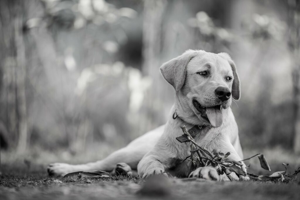 INSUFFICIENZA RENALE ACUTA CANE