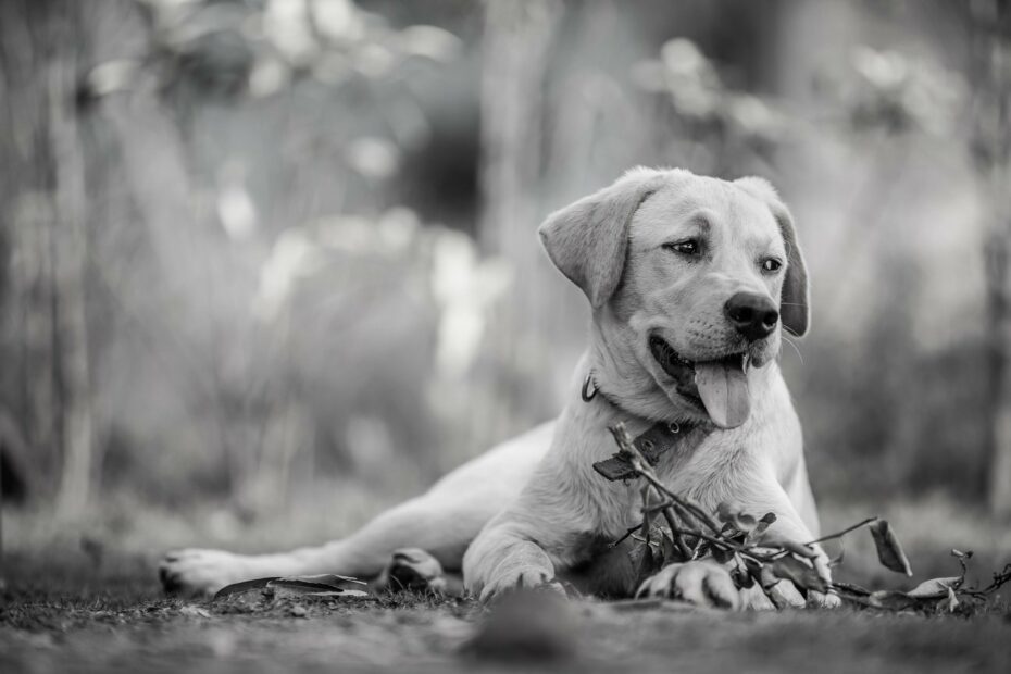 INSUFFICIENZA RENALE ACUTA CANE