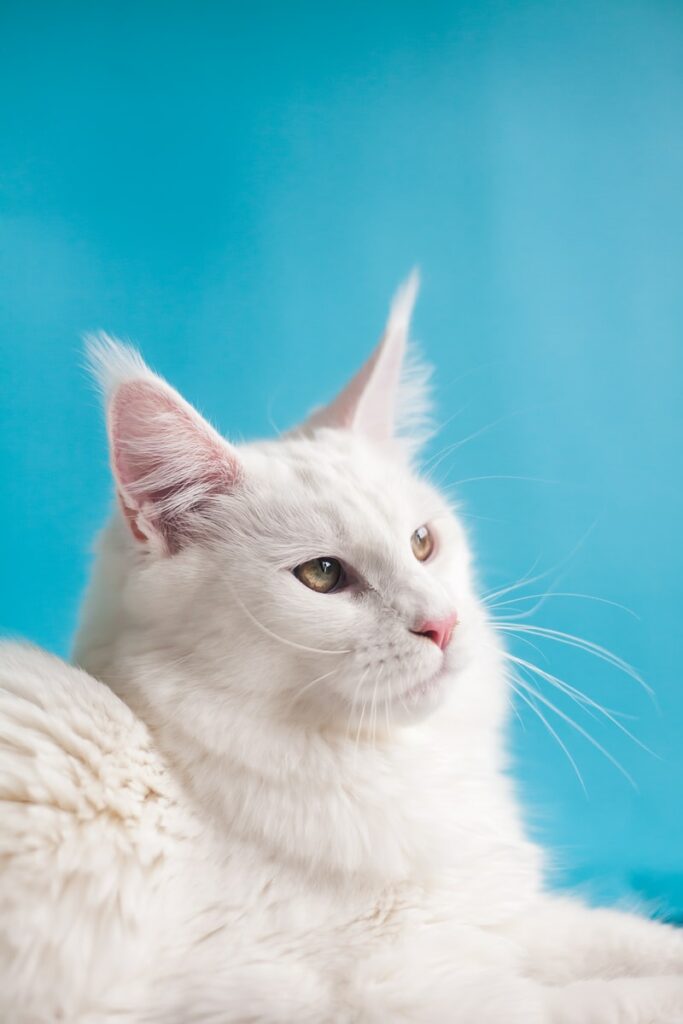 Stitichezza nel gatto con irc