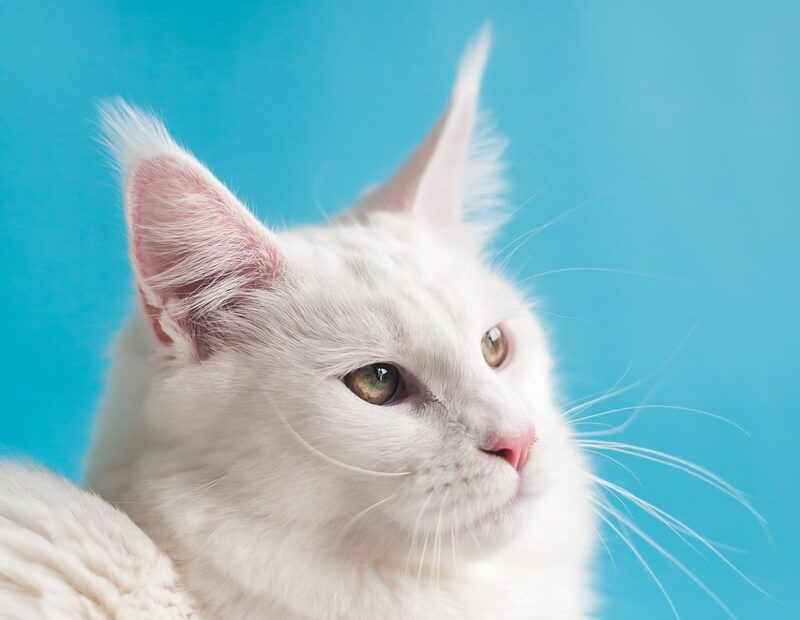 Stitichezza nel gatto con irc