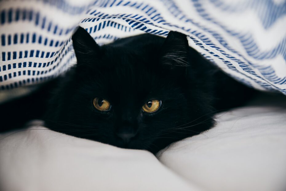 Urea alta nel gatto anziano