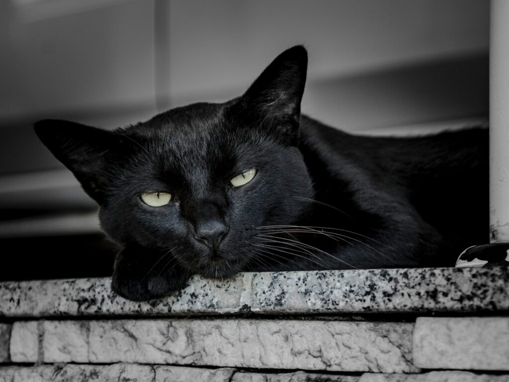 Urea alta nel gatto anziano