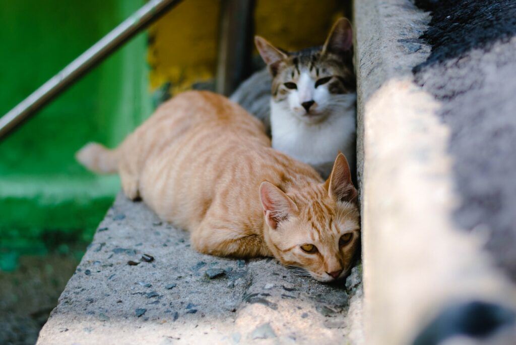 Idronefrosi nel gatto cane