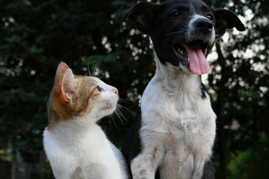 Idronefrosi nel gatto cane