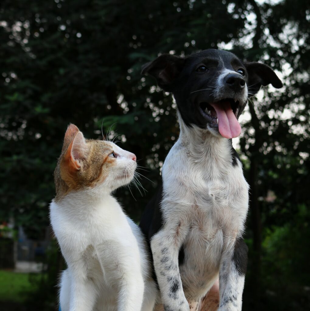 Idronefrosi nel gatto cane